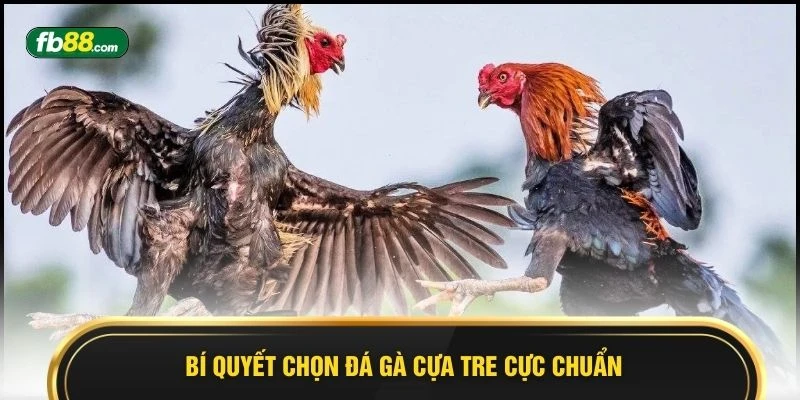 Bí quyết chọn đá gà cựa tre cực chuẩn 
