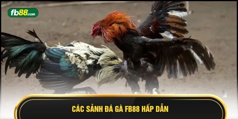 Các sảnh đá gà FB88 hấp dẫn