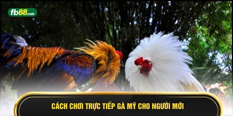 Cách chơi trực tiếp gà Mỹ cho người mới