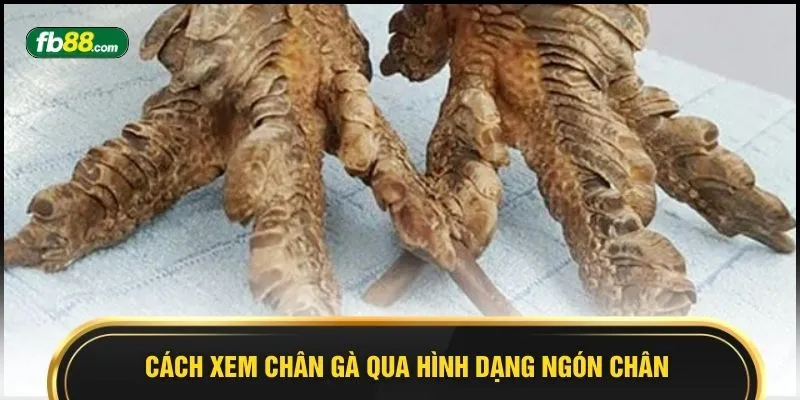Cách xem chân gà qua hình dạng ngón chân