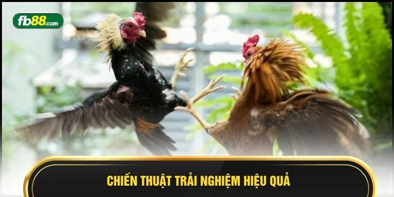Chiến thuật trải nghiệm hiệu quả