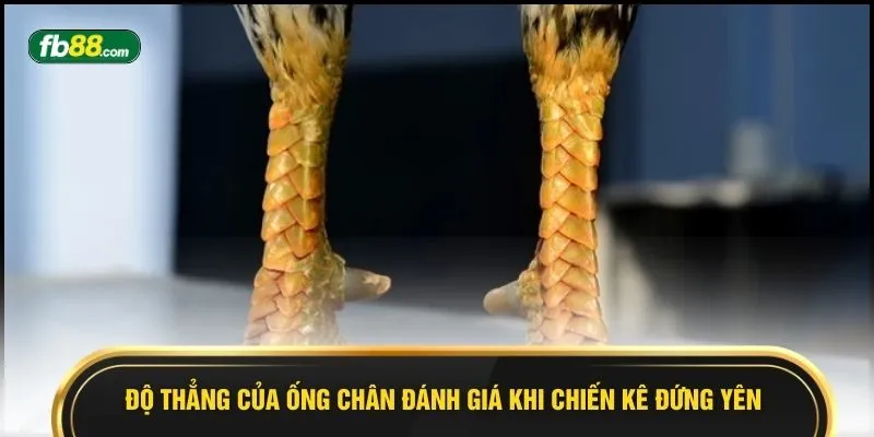 Độ thẳng của ống chân đánh giá khi chiến kê đứng yên