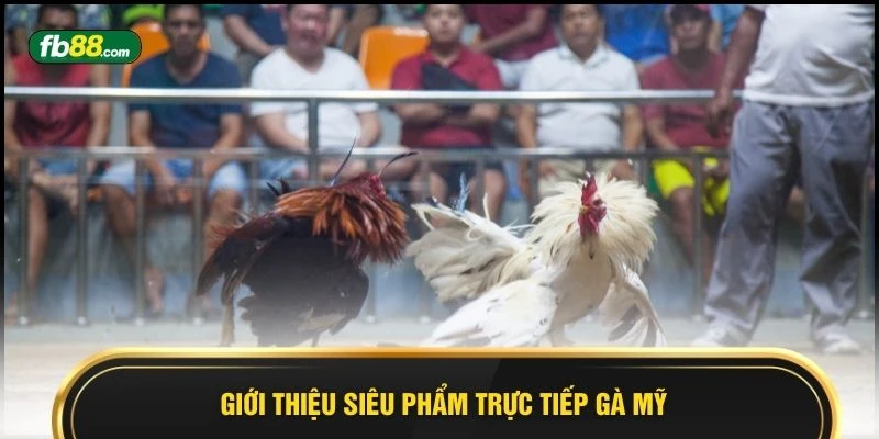 Giới thiệu siêu phẩm trực tiếp gà Mỹ