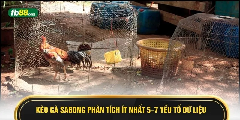 Kèo gà Sabong phân tích ít nhất 5–7 yếu tố dữ liệu 