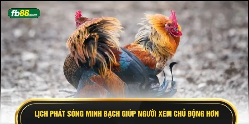 Lịch phát sóng minh bạch giúp người xem chủ động hơn