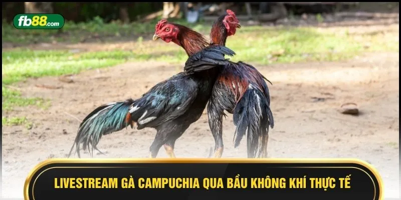Livestream gà Campuchia qua bầu không khí thực tế 