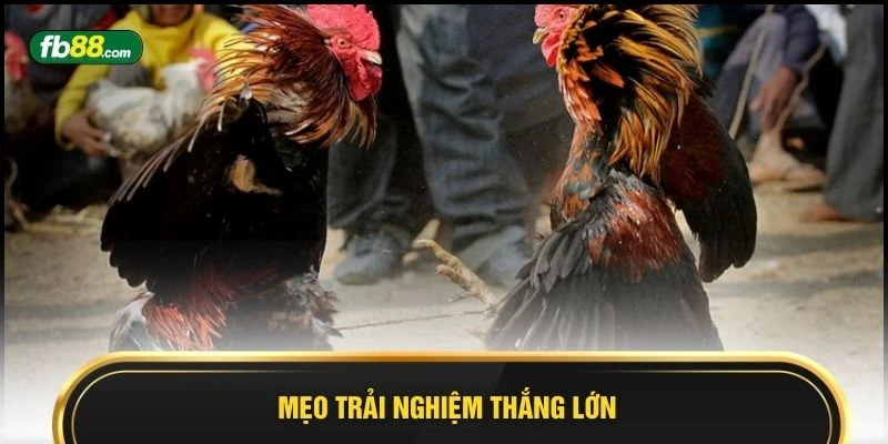 Mẹo trải nghiệm thắng lớn 