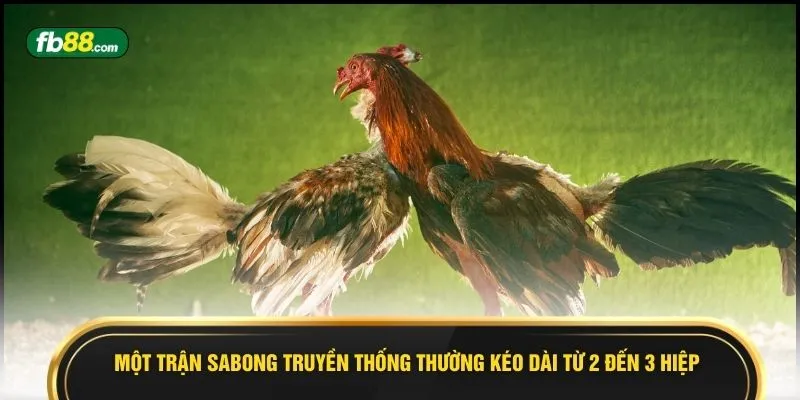 Một trận Sabong truyền thống thường kéo dài từ 2 đến 3 hiệp