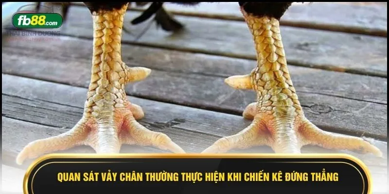 Quan sát vảy chân thường thực hiện khi chiến kê đứng thẳng