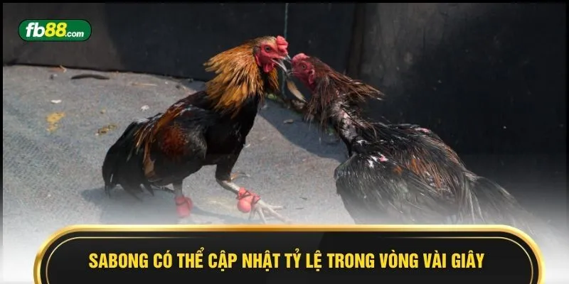 Sabong có thể cập nhật tỷ lệ trong vòng vài giây 