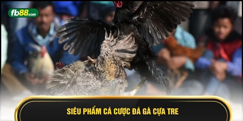 Siêu phẩm cá cược đá gà cựa tre 