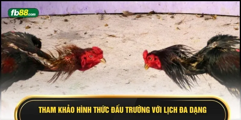 Tham khảo hình thức đấu trường với lịch đa dạng